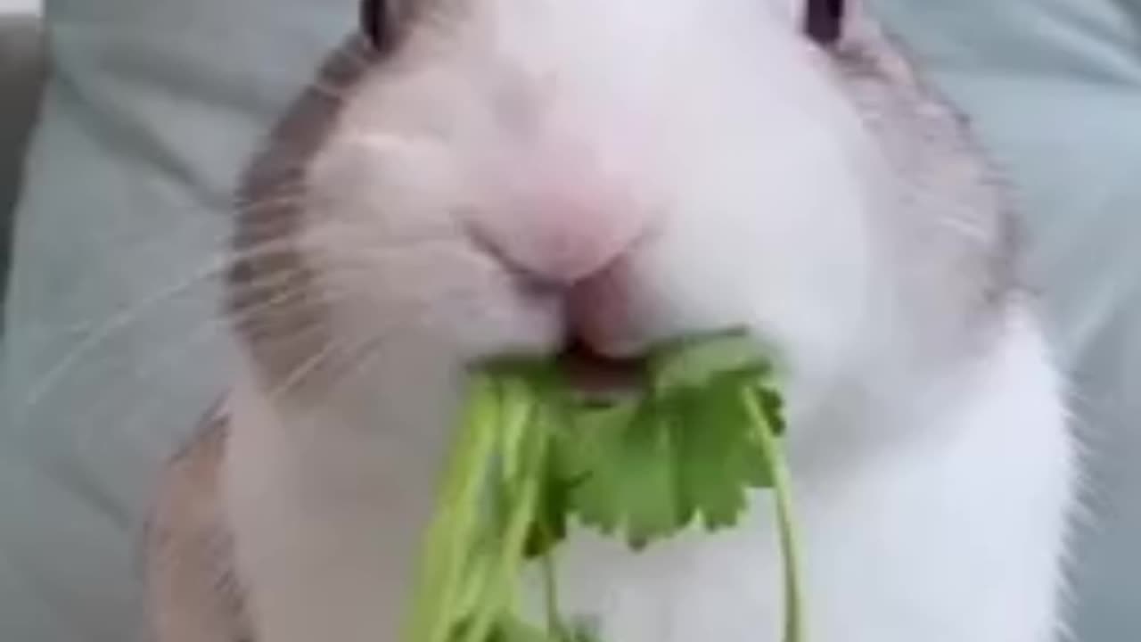 Cute rabbit