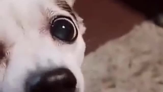 Cute Funny Pets Video.try to not laugh #3