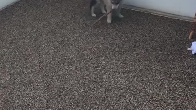 Husky puppy stick mouth hits window