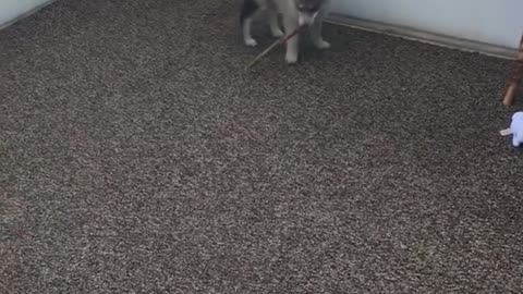 Husky puppy stick mouth hits window