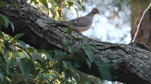 Beautiful Bird in Forest