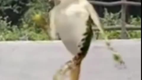 FROG DANCE