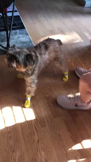 Dog in Rainboots confused