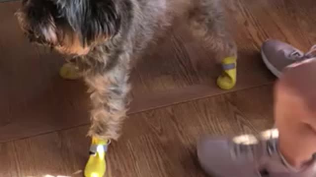 Dog in Rainboots confused