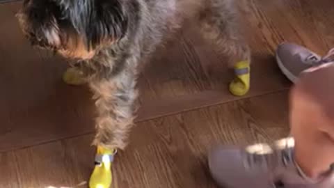 Dog in Rainboots confused