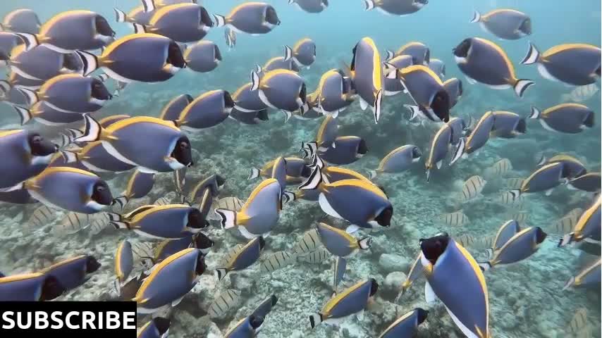 Colorful aquarium, beautiful parrot fish swimming in ocean corals