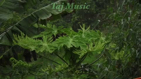 Relaxing Music | Sleeping, Meditation, Stress Relief | [1490] ⭐️