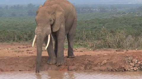 A herd of elephants in the pond