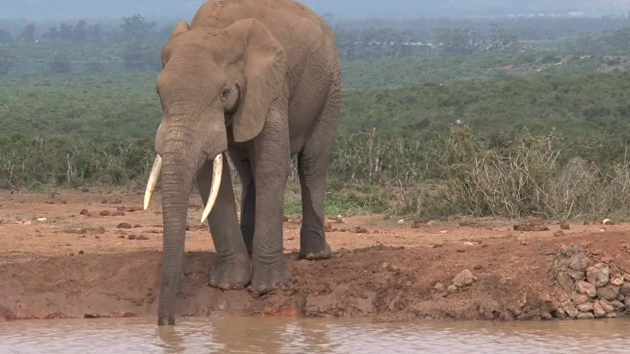 A herd of elephants in the pond