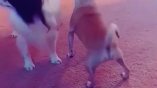 🤣Funny Dog Videos 2021🤣 | Try Not To Laugh