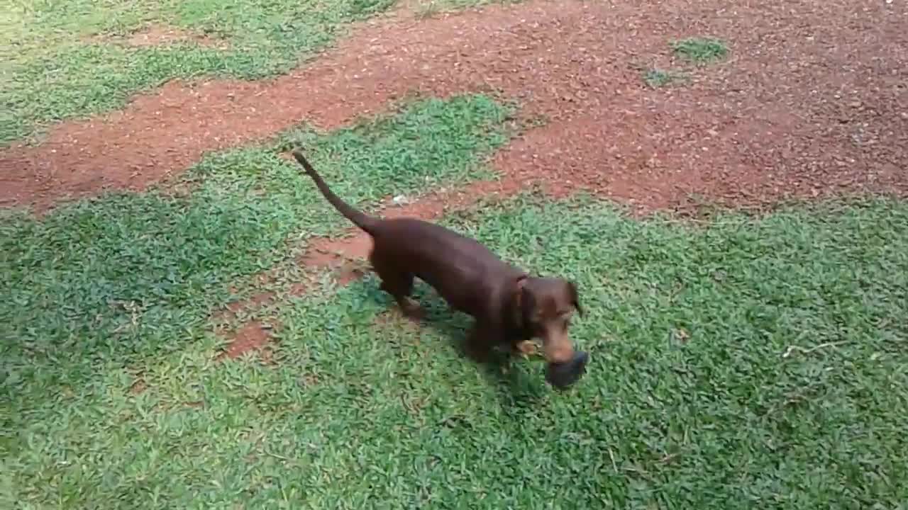 Puppy plays with a small tire