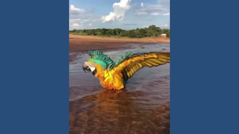 THE NATURE OF THE STATE OF TOCANTINS, BRAZIL