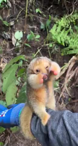 The Dwarf Anteater 😊😊😍😍