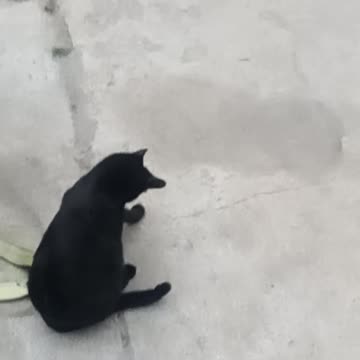 The Cat's And Me On A Sunday