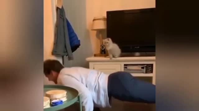 Funny Cat video 🐱🐱