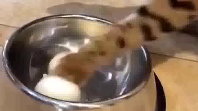 New Cats and Dogs Videos 2022 | part 10