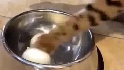 New Cats and Dogs Videos 2022 | part 10