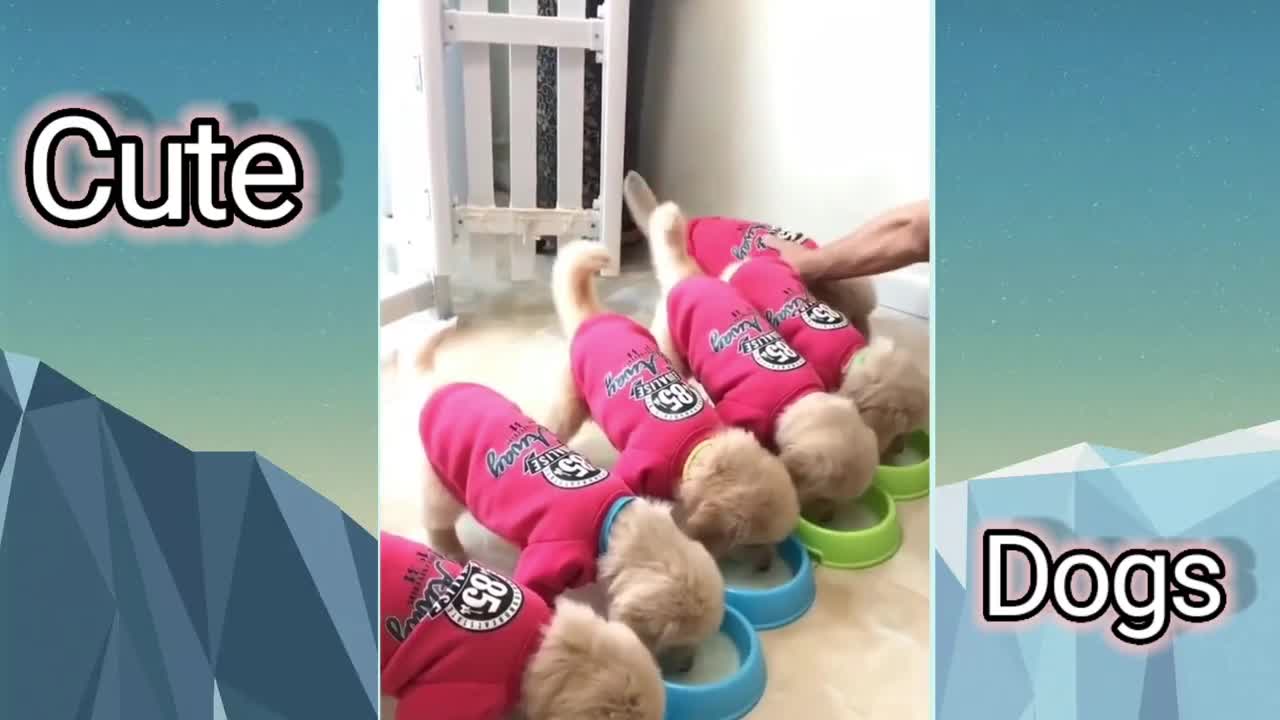 Cute pet videos _ funny dogs_ compilation video.mp4