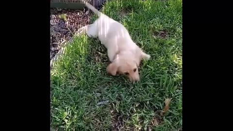 Episode 43 - Unwind with pets