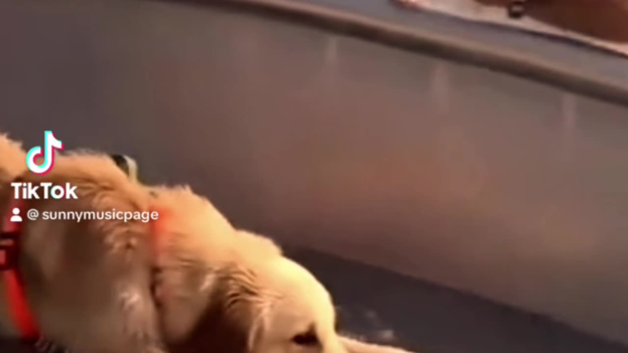 Golden retriever, going down the waterslide