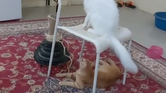 Cats Fighting each Other and abusing the Pakistani Man