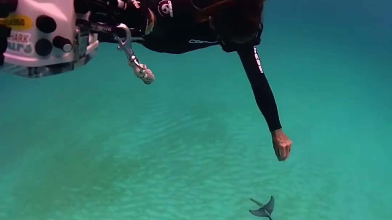 Wildlife