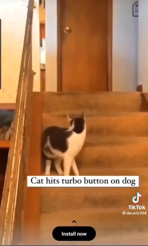 Cat hits turbo button on dog