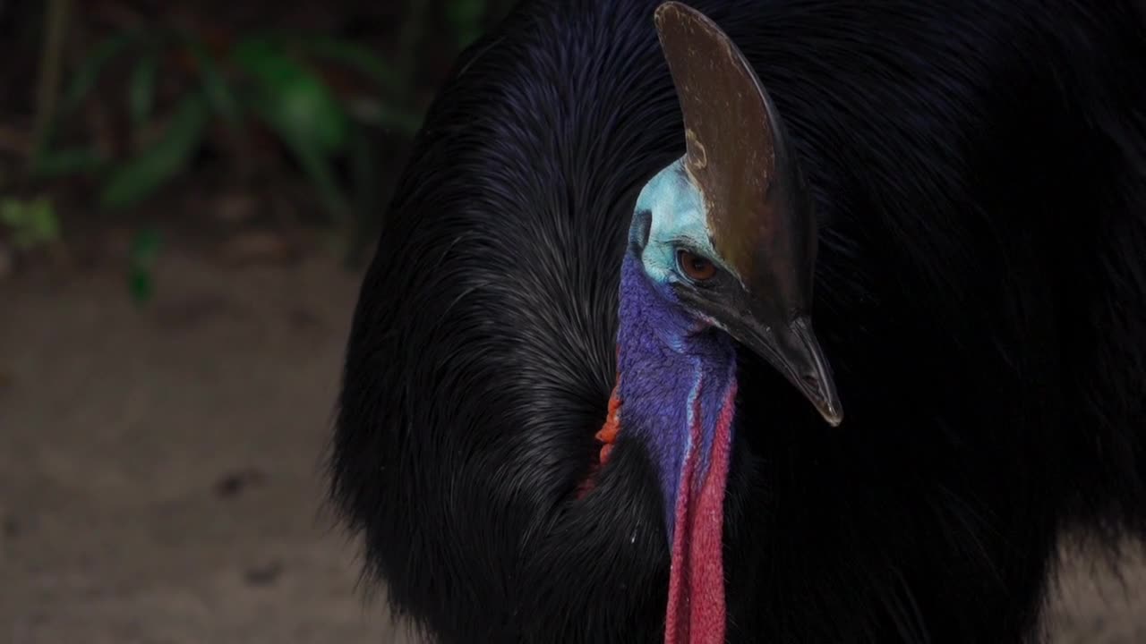 Southern Cassowary