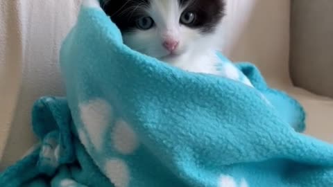 Cute cat