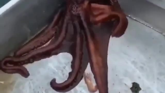 The octopus disappears.