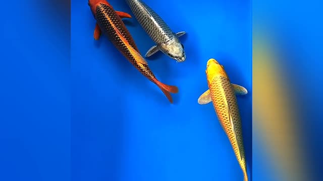 ikan koi cantik 🐠😘✅