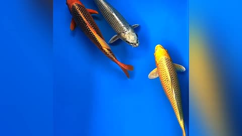 ikan koi cantik 🐠😘✅