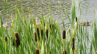 Duck Master Prove Leadership In River Trip