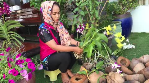 Planting Orchids In Coconut Shell