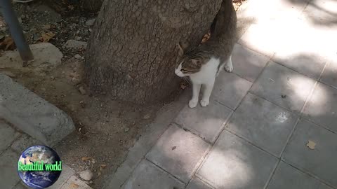funny cat | Playful cat | cats | cat | most popular cat video | popular cat video