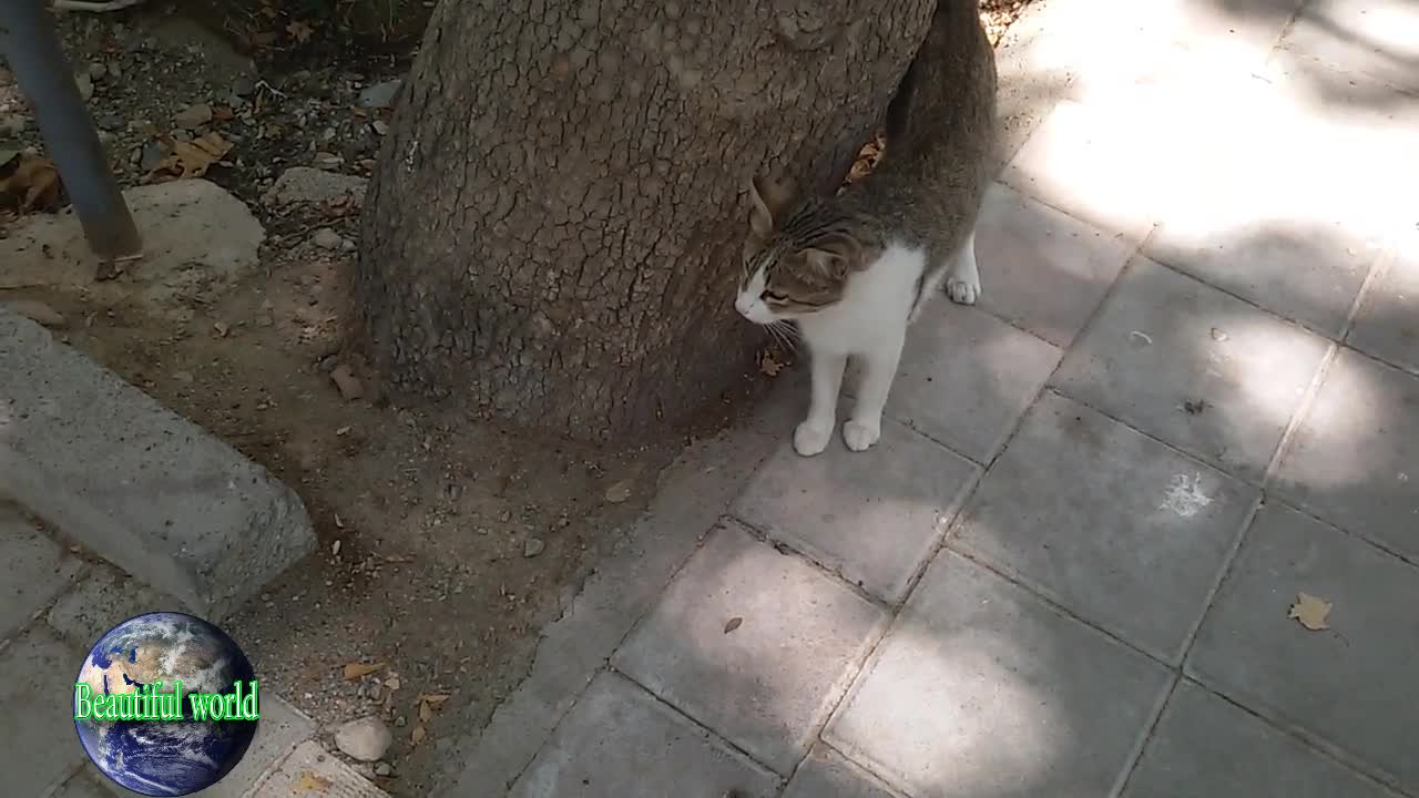funny cat | Playful cat | cats | cat | most popular cat video | popular cat video