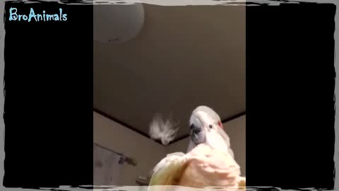 Funny parrots