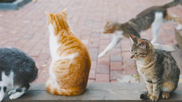 القطط وجمالها Cats and their beauty