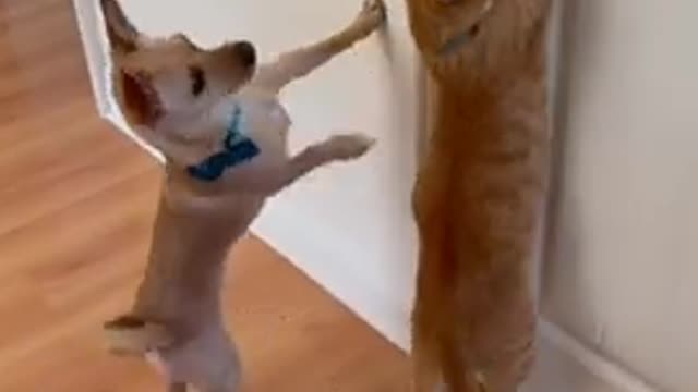 Cats are fighting with funny background comedy