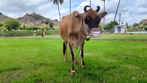 funny video #Cow video #Kids video