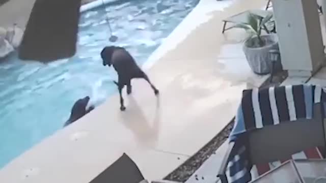 dog saves his friend from drowning non-swimmer pet