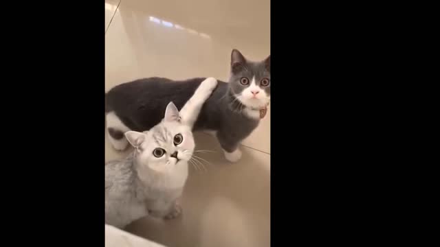 Baby Cats - Cute and Funny Baby Cat Videos Compilation