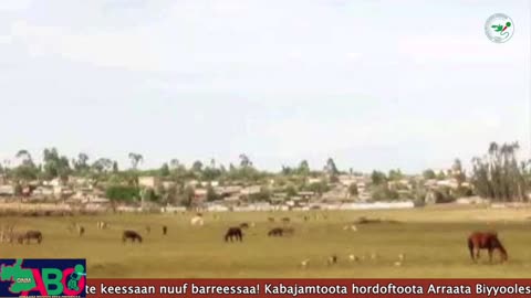 Oduu Waaree ONM-ABO Hagayya 30-2024 itti dhiyaadhaa!