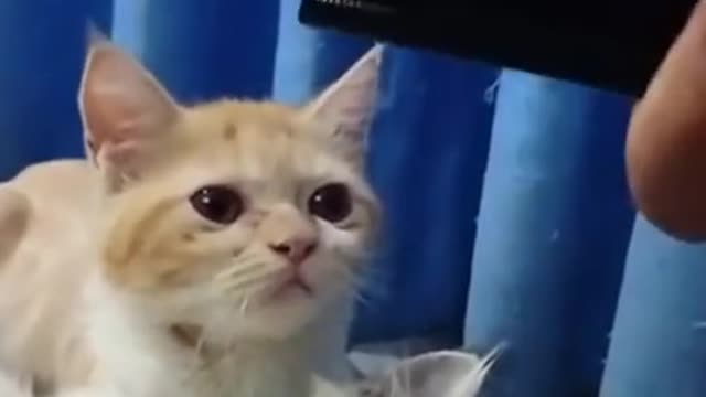 Cats make me laugh
