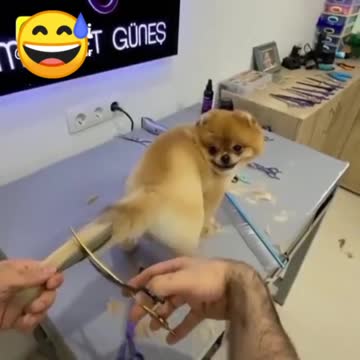 New style dog tail hair cutting XD