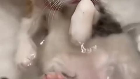 Cutest Kitten taken Bath