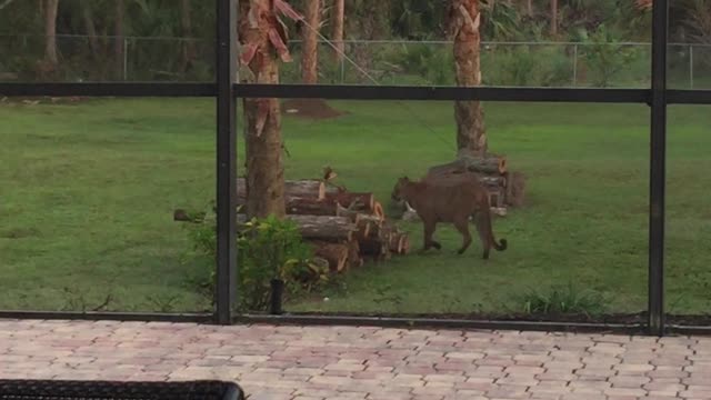 Footage of Endangered Florida Panther