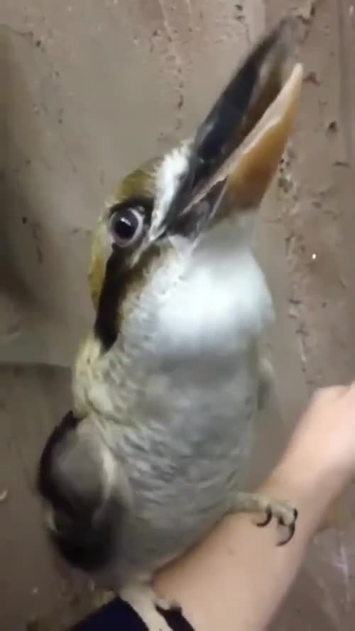 What kind of bird???