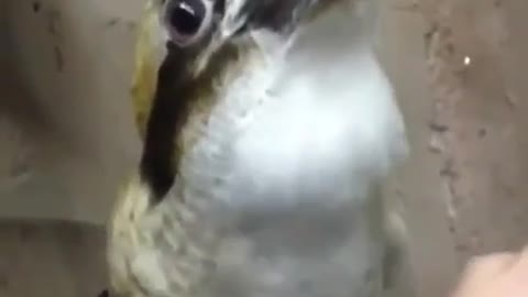 What kind of bird???