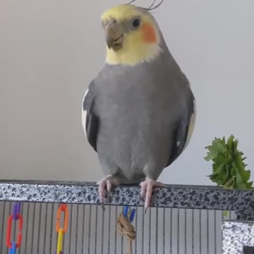 The cockatiel bird sings and imitates its owner in its movements to get the carrots